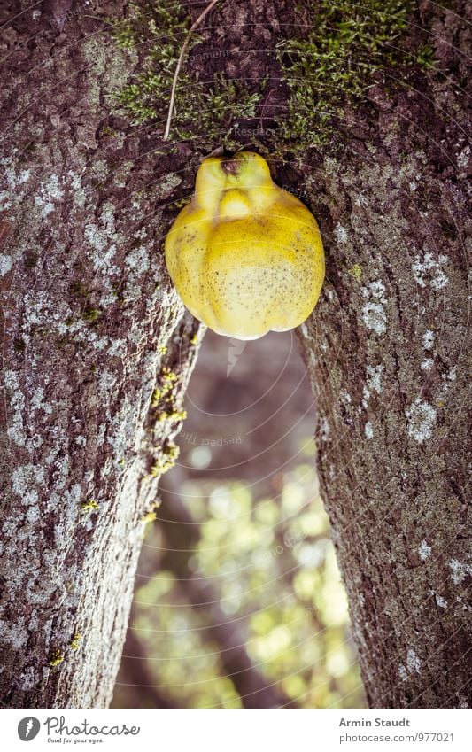 beard Fruit Nature Autumn Beautiful weather Plant Tree Moss Tree trunk Tree bark Quince Pear Garden Park Wood Touch Stand Exceptional Simple Natural Eroticism