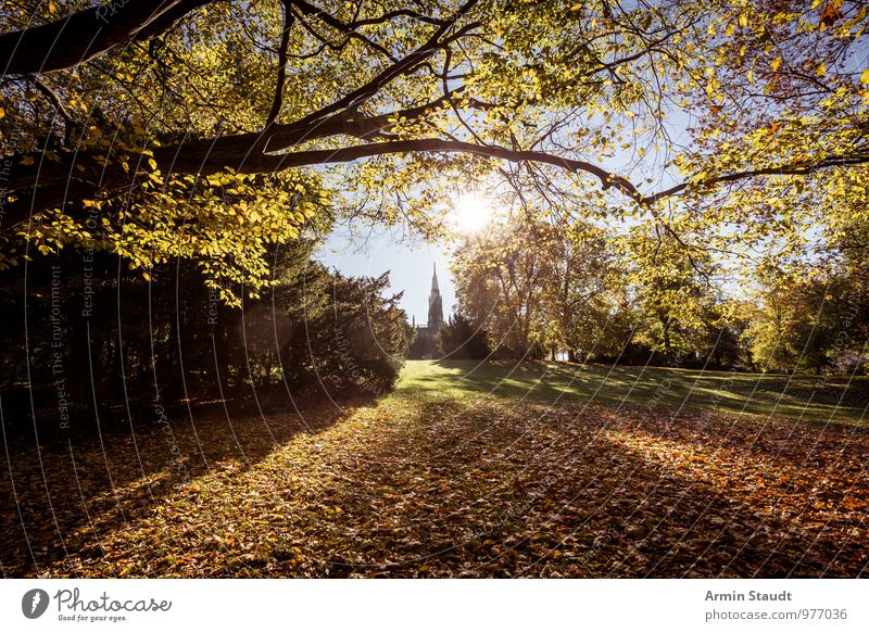 Victoria Park - Autumn Lifestyle Harmonious Calm Nature Landscape Sky Cloudless sky Sun Sunlight Beautiful weather Tree Autumn leaves Meadow Branch Berlin