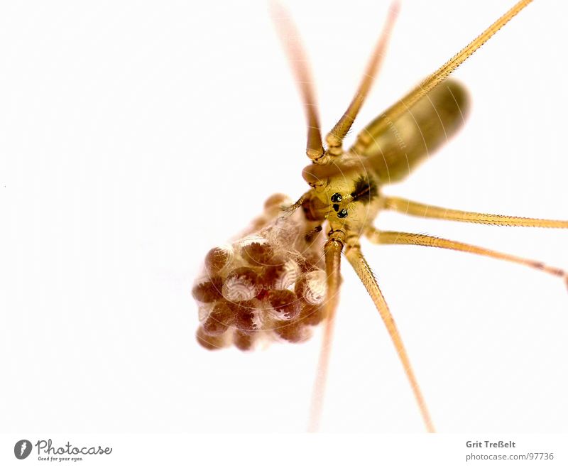 Large trembling spider (Pholcus phalangioides) Spider Disgust Small Macro (Extreme close-up) Fear Eyes