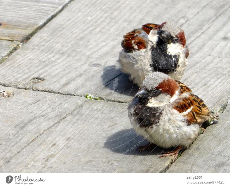 Extraordinary. Sweet and cheeky. Animal Bird Sparrow Passerine bird 2 Observe Feeding Wait Brash Beautiful Astute Curiosity Brown Self-confident Agreed