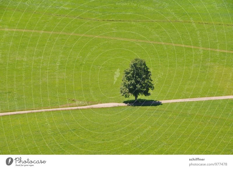 lone fighters Environment Nature Landscape Summer Climate Beautiful weather Plant Tree Meadow Field Green Individual Uniqueness Loneliness Lanes & trails