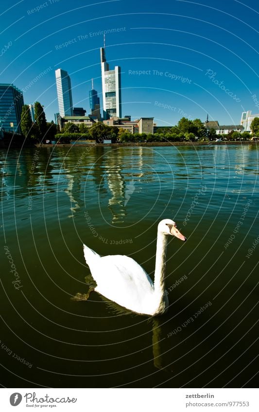 Frankfurt Swan Bank building Financial institution Business Facade Glas facade Town House (Residential Structure) High-rise Main Perspective Skyline City life