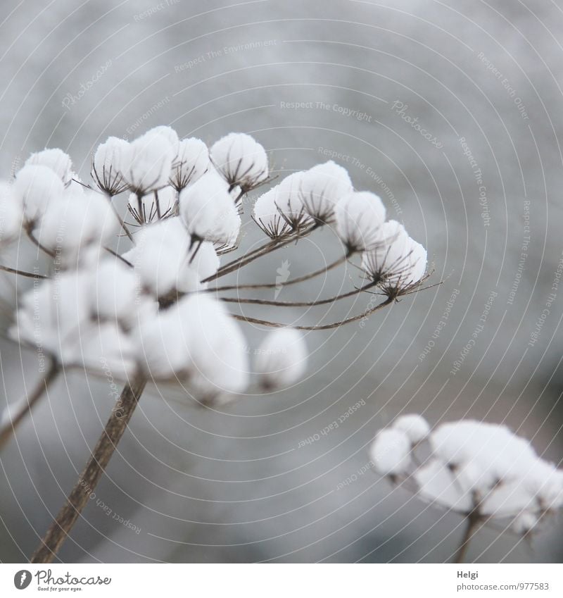 white Christmas... Environment Nature Plant Winter Snow Flower Wild plant Field Freeze Stand Exceptional Simple Beautiful Uniqueness Natural Brown Gray White