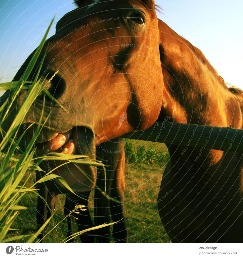 Come to where the flavour is IV Horse's bite To feed Foliage plant Tear open Enclosure Western Sunset Glare effect Dazzle Horse sausage Meadow Flower White