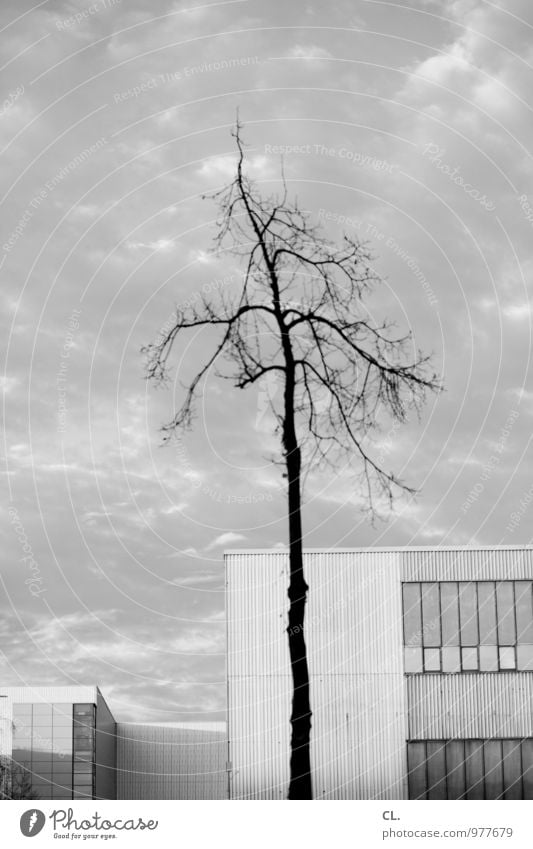 meagre Environment Nature Sky Clouds Autumn Winter Climate Weather Bad weather Wind Tree Branch Town Deserted House (Residential Structure) Industrial plant