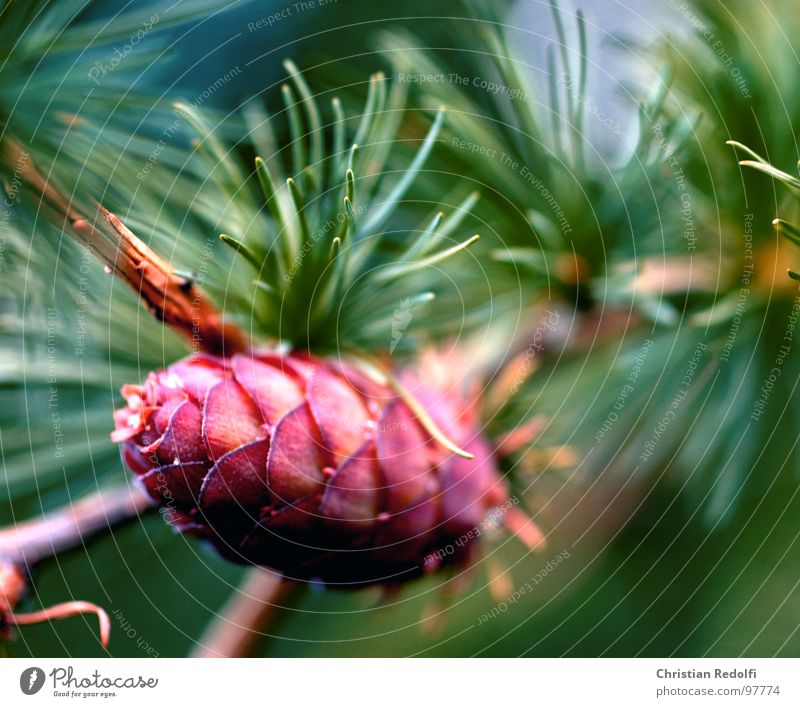 tree Propagation Calm Tree Plant Coniferous trees Green Blur Larch Tree bark Macro (Extreme close-up) Close-up Mountain reddish Nature Seed Larix decidua