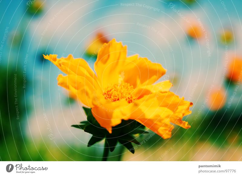 flower Yellow Close-up Macro (Extreme close-up) field blur sun lonely