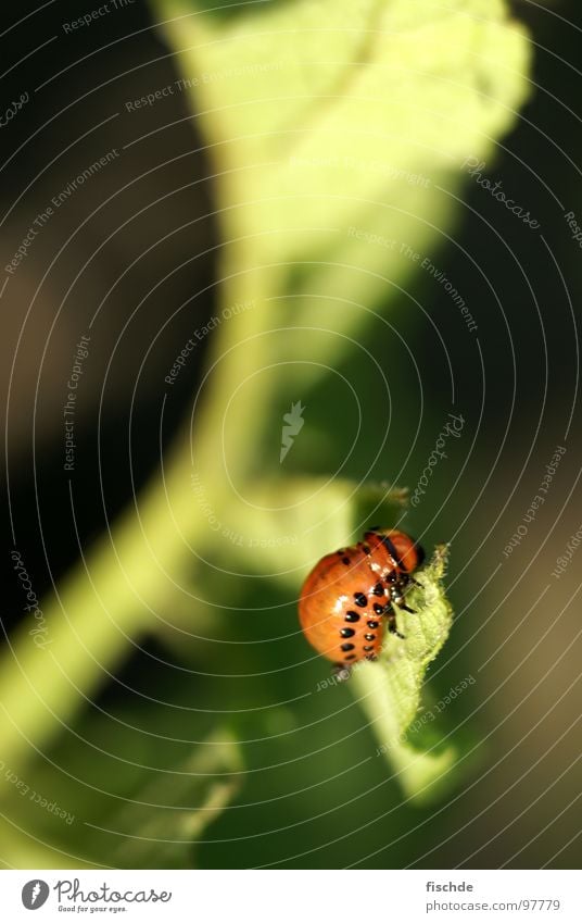 never full Colorado beetle Plagues Insect Small Crawl Balcony Larva To feed Beetle Nature Pests Garden Plant Potatoes