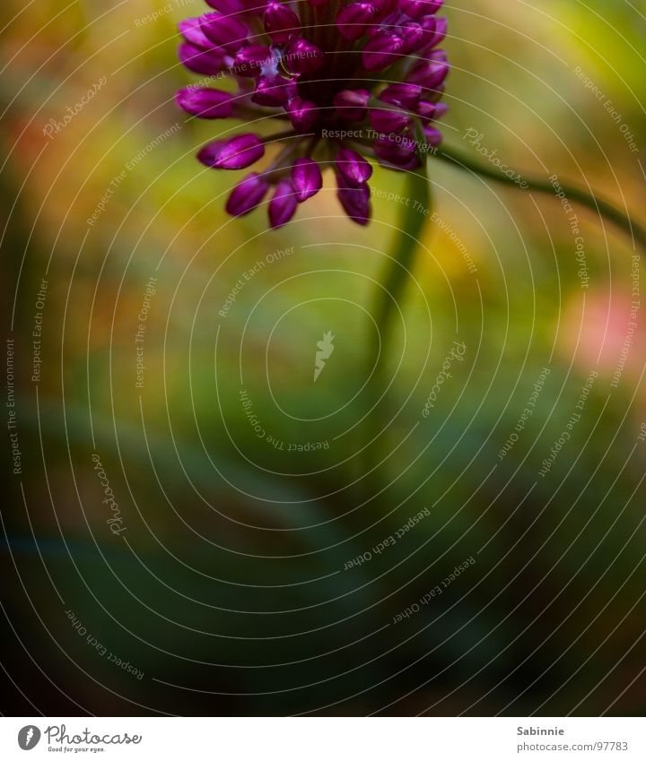 Wednesday flowers Flower Green Pink Front garden Blossom Blossom leave Drops of water Rain Stalk Water