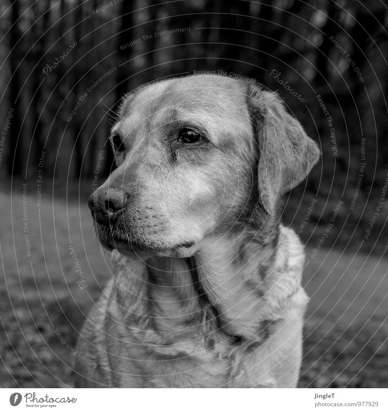 madame gloom Environment Nature Animal Pet Dog Labrador 1 Observe Natural Gray Black White Sadness Longing Black & white photo Exterior shot Copy Space top Day