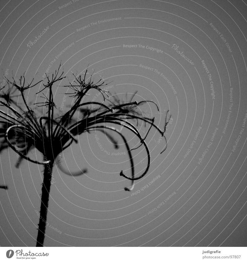 From last summer Plant Autumn Dry Dill Thorny Scratch mark Umbellifer Black White Gray Gloomy Black & white photo End Death Dried Wild animal Nature