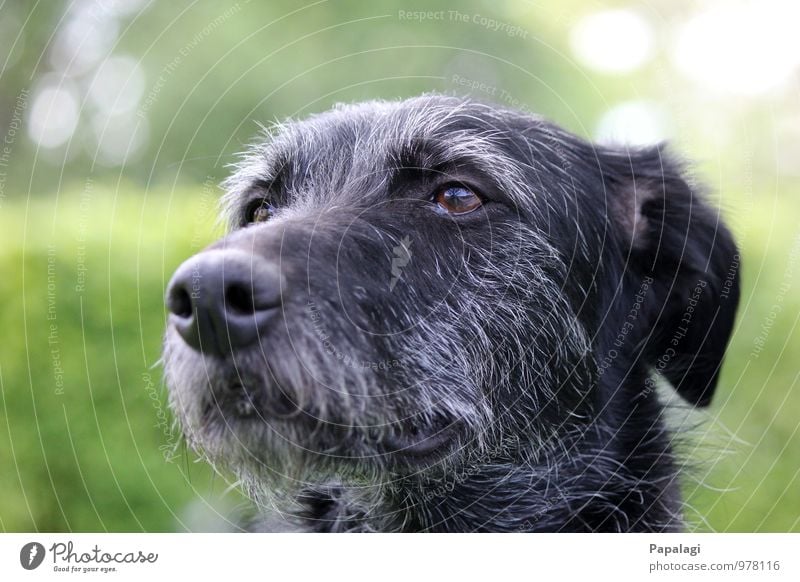 Silverbacked Dogs Animal 1 Observe Looking Wait Old Infinity Curiosity Gray Black Friendship Love of animals Loyalty Compassion Responsibility Watchfulness