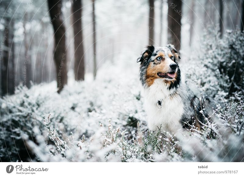 On the dog come Pt.3 Nature Landscape Plant Ice Frost Snow Tree Bushes Forest Animal Pet Dog Animal face Pelt 1 Observe Sit Cold Cuddly Natural Blue Brown Black