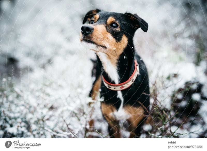 On the dog come Pt.5 Nature Weather Snow Grass Bushes Forest Animal Pet Dog Animal face Pelt Snout Lop ears Eyes 1 Observe Looking Stand Cuddly Curiosity Brown