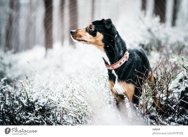 What's going on back there? Nature Plant Snow Tree Bushes Forest Animal Pet Dog 1 Observe Beautiful Small Brown Black White Watchfulness Interest Idyll