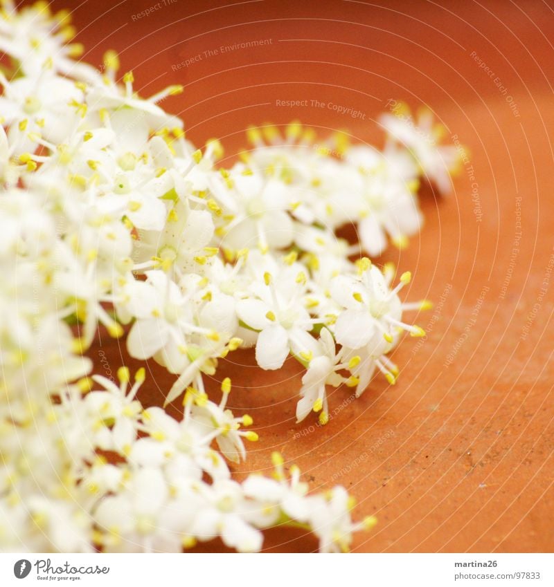 elder bush Blossom Flower Graceful Delicate Multiple Apiaceae Elderflower White Fragrance Plant Edible Decoration Spring Many terakotta feathery Sambucus