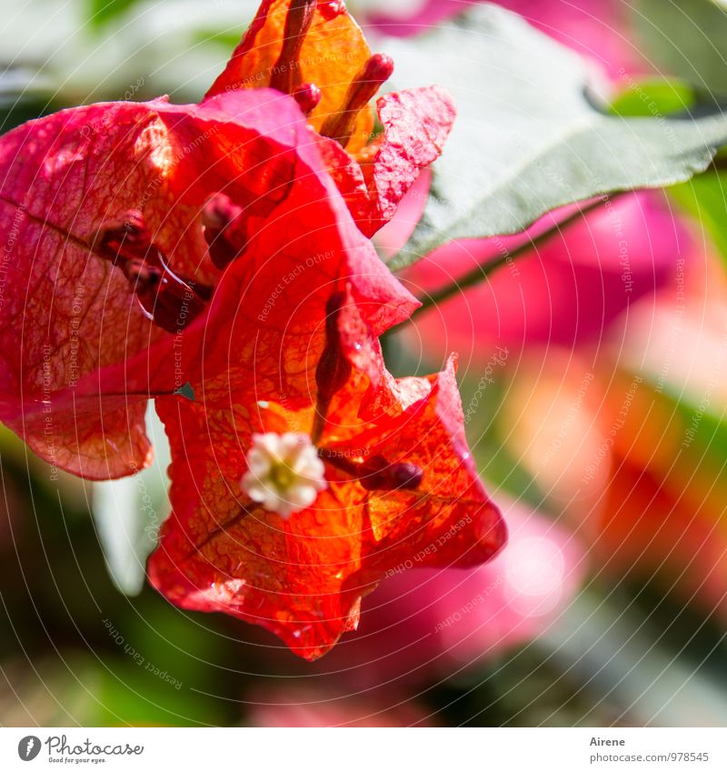 the colour of joy Plant Flower Exotic Bougainvillea Blossoming Happiness Eroticism Red Joie de vivre (Vitality) Surplus Many Lush Exterior shot Close-up