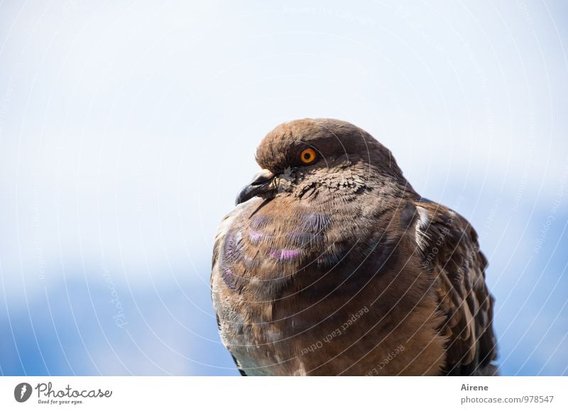 pigeon on the roof Animal Bird Pigeon 1 Observe Sit Glittering Beautiful Blue Brown Multicoloured Self-confident Dove of peace Peace wild pigeon Eyes Mistrust