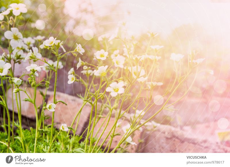 White Saxifraga Arendsii flowers in sunny rock garden Style Design Leisure and hobbies Garden Nature Plant Spring Summer Flower Park Pink Background picture