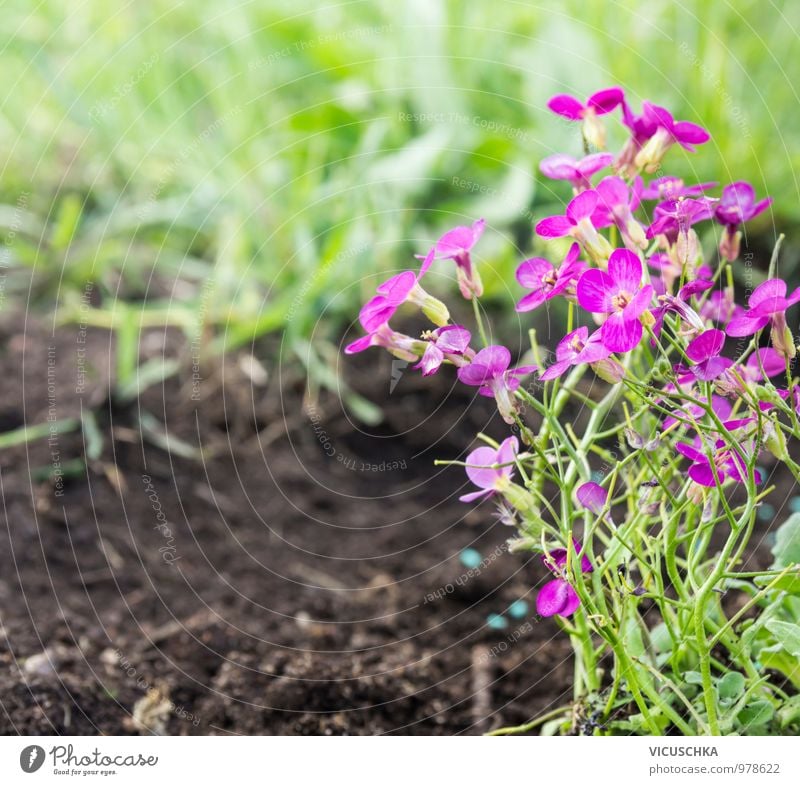 Rosa Arabis flowers on the bed in the garden Style Design Garden Nature Plant Spring Summer Beautiful weather Flower Park Jump Garden ground Flowerbed Grass