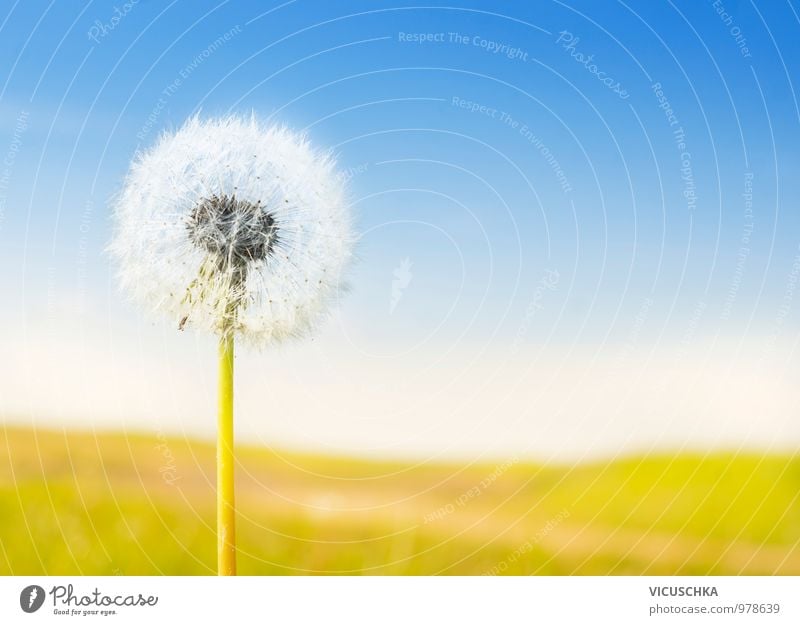 fluffy white dandelion on sunny landscape Design Summer Garden Nature Flower Park Meadow Jump Yellow Dandelion Symbols and metaphors Sky Field Sun