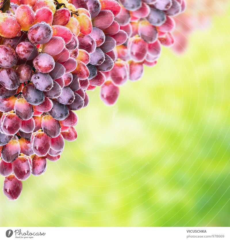 Rose wine grapes on sunny foliage Food Fruit Nutrition Organic produce Vegetarian diet Diet Lifestyle Design Garden Nature Plant Sun Sunlight Spring Summer