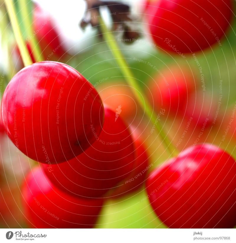 dessert Cherry Nutrition Delicious Red Hang Sweet Stalk Fruit Nature Mature Close-up Exterior shot Fruity Vegetarian diet Vegan diet Healthy Eating