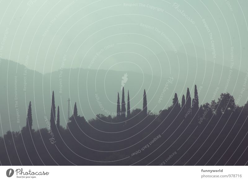 More cypresses... Vacation & Travel Adventure Far-off places Freedom Summer vacation Plant Tree Foliage plant Cypress Forest Italy Relaxation Idyll Nature Point