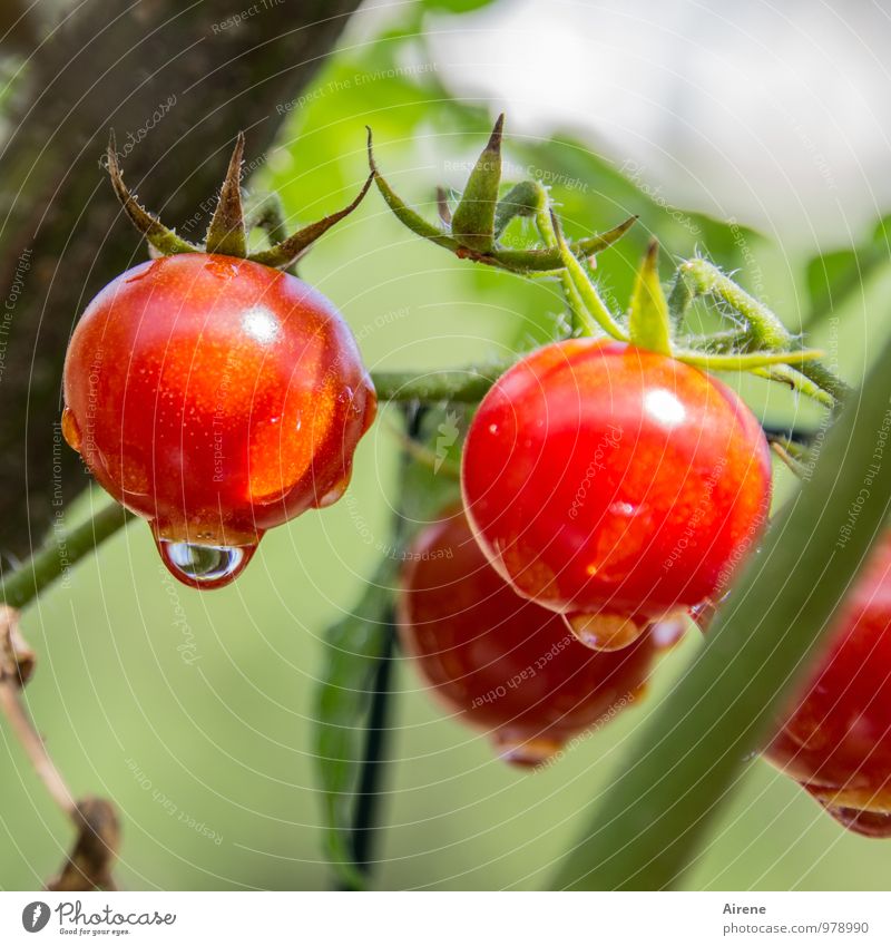 ripe tomatoes Food Vegetable Lettuce Salad Tomato Nutrition Vegetarian diet Italian Food Plant Summer Agricultural crop To enjoy Growth Firm Fresh Healthy Green