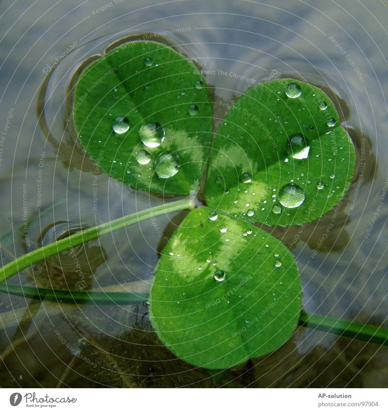 Clover in the lake Happy Drops of water Rain Dew Macro (Extreme close-up) Fresh Wet Damp Reflection Tension Near Nature Green Grass green Round Water