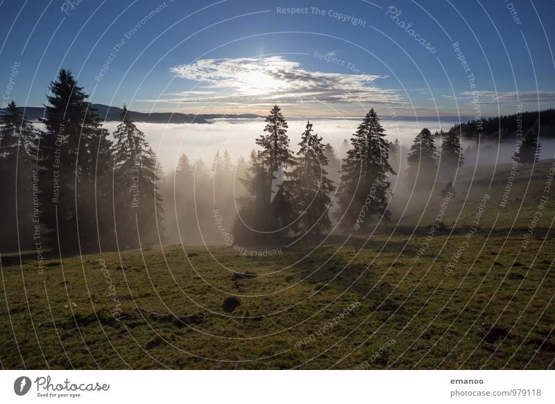 Black Forest Nebula Vacation & Travel Tourism Far-off places Freedom Mountain Nature Landscape Air Sky Horizon Sun Autumn Climate Weather Fog Tree Meadow Hill