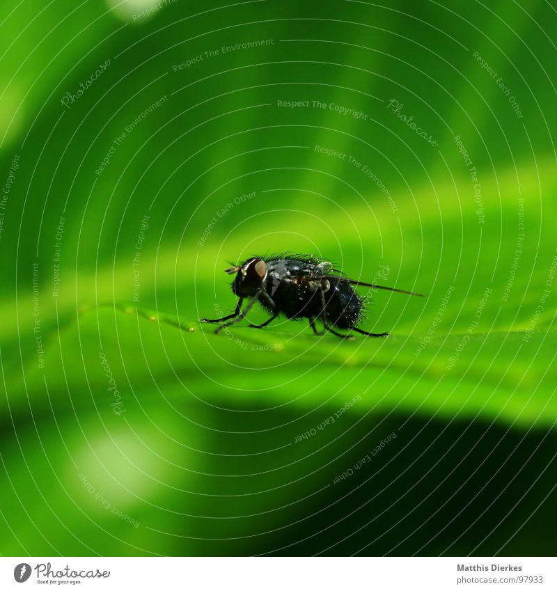 lunch break Bothersome Insect Leaf Small Break Stand Life Animal Nerviness To feed Beginning Green Cleaning Sunbathing Summer Spring cleaning Sunglasses