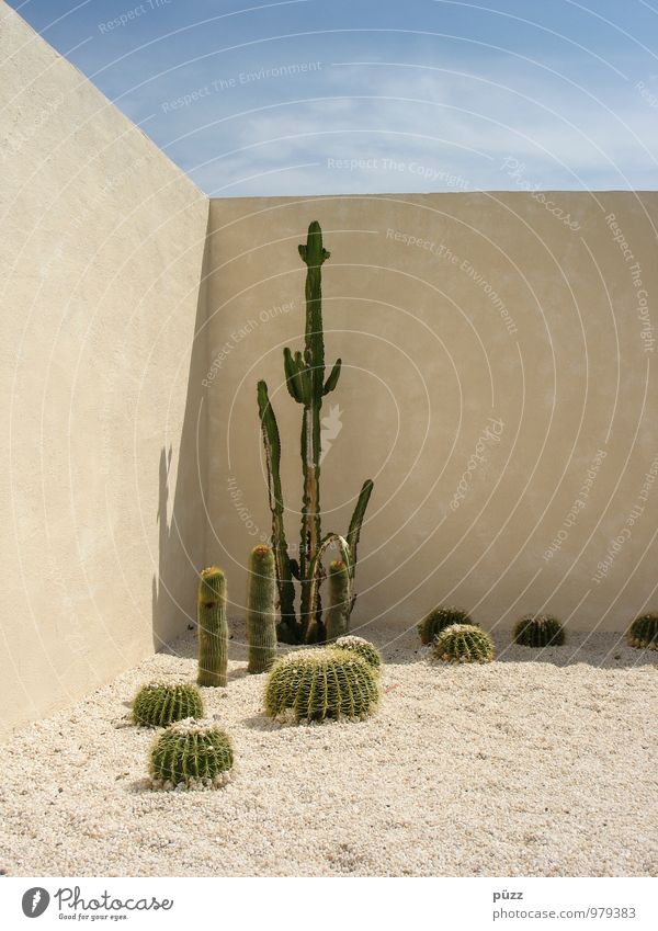 Cactus Corner Vacation & Travel Summer Garden Nature Plant Sand Beautiful weather Foliage plant Exotic Stone Esthetic Hot Thorny Blue Yellow Green