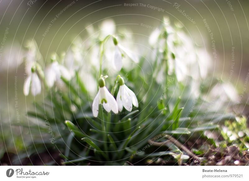 sign of spring Nature Plant Spring Weather Flower Garden Park Tourist Attraction Sign Spring fever Spring flower Spring day Esthetic Fragrance Friendliness