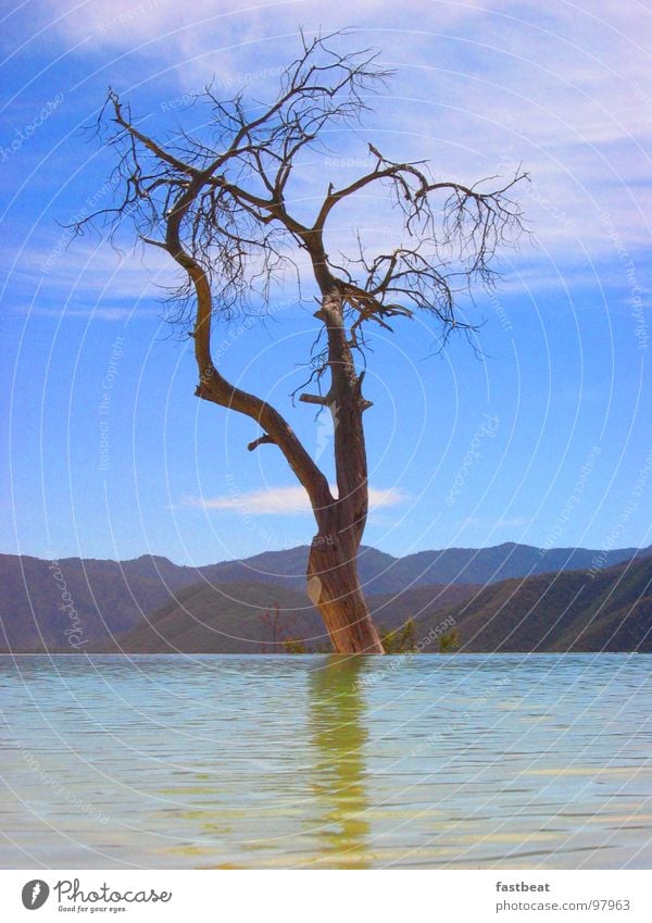 floating tree Tree Hover Hope Water Joy Mexico