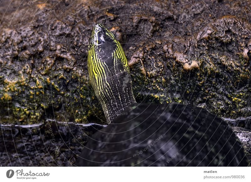 mimicry Animal 1 Brown Yellow Gray Turtle Camouflage Head Stone Tank Colour photo Subdued colour Deserted Copy Space left Copy Space right