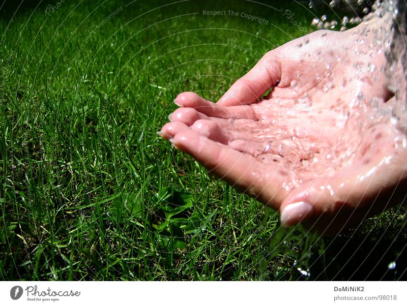 Little refreshment! Grass Drops of water Beautiful Hand Fingernail Blade of grass Meadow Gush of water Sun Jug Watering can Fresh Green Nature Garden Park