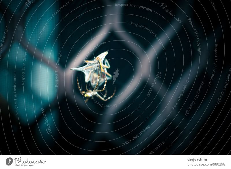 Aussie Dinner, Australian spider weaves its prey. In the background, window bars. Queensland / Australia Vegetarian diet Exotic Healthy Eating Life Hunting