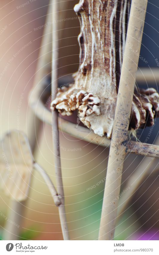 find Deer Brown Antlers cricket Decoration Autumnal Autumnal colours Surface structure Blur Beige Wild animal Trophy Hunting Colour photo Detail