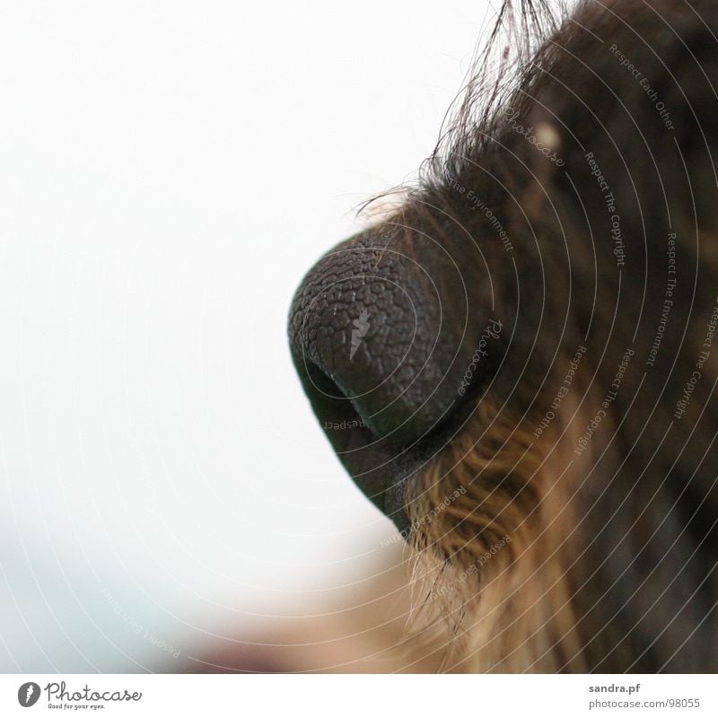 *sniff* Dog Facial hair Black Brown Breathe Dachshund Beige Damp Wet Nostril Air White Macro (Extreme close-up) Close-up Mammal Services Nose