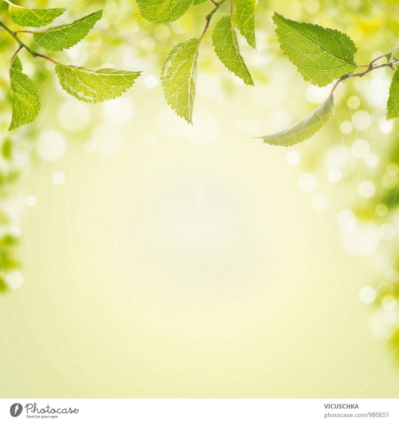 Spring background with green leaves and bokeh Style Design Well-being Meditation Summer Sun Garden Nature Plant Air Beautiful weather Leaf Park Forest Sign Blur