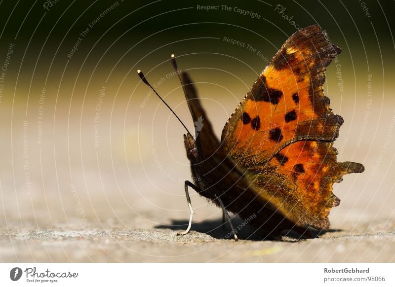 butterfly Dresden Butterfly Animal Insect Symmetry Feeler Brown Background picture Comma Noble butterfly Macro (Extreme close-up) Close-up Autumn depth blur