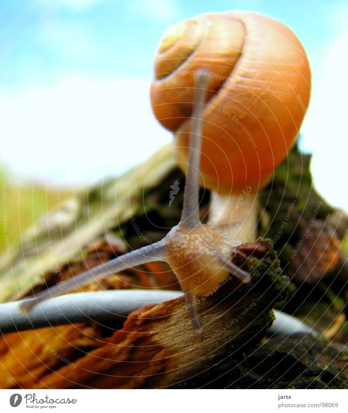 hello Hello Snail shell Tree Summer Curiosity Ask Listening Fence House (Residential Structure) Garden Park Sky Nature Looking