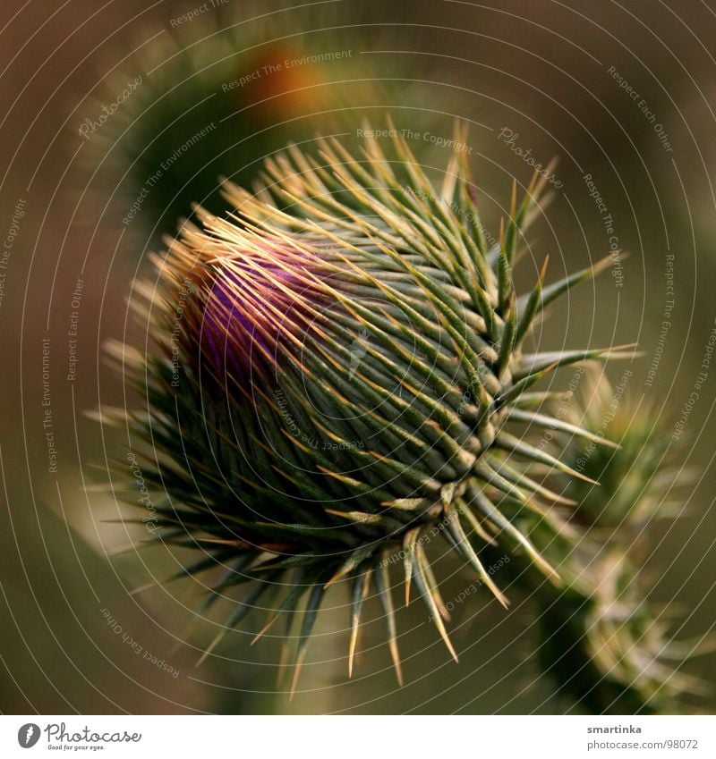 I hate flower macros. Plant Meadow Keg Macro (Extreme close-up) I can also motive too central motive too spiny What's the name of this animal? myself not on