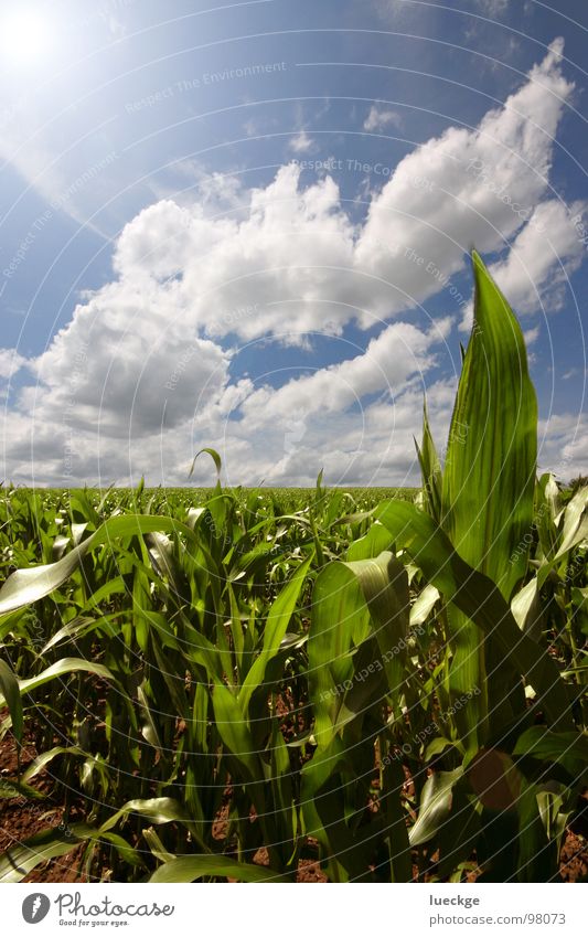 Local Yukap Palm Plantation Back-light Clouds Field Summer Sky Maize yuca palm