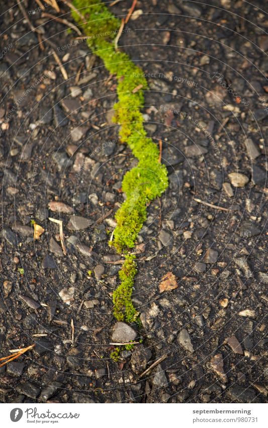 broken a path Nature Moss Stone Thin Fresh Town Gray Green Exterior shot Deserted