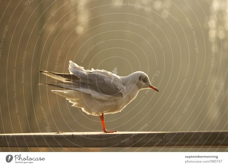 In backlight Autumn Bird 1 Animal Stand Brown White Exterior shot Deserted Sunlight Shallow depth of field Animal portrait