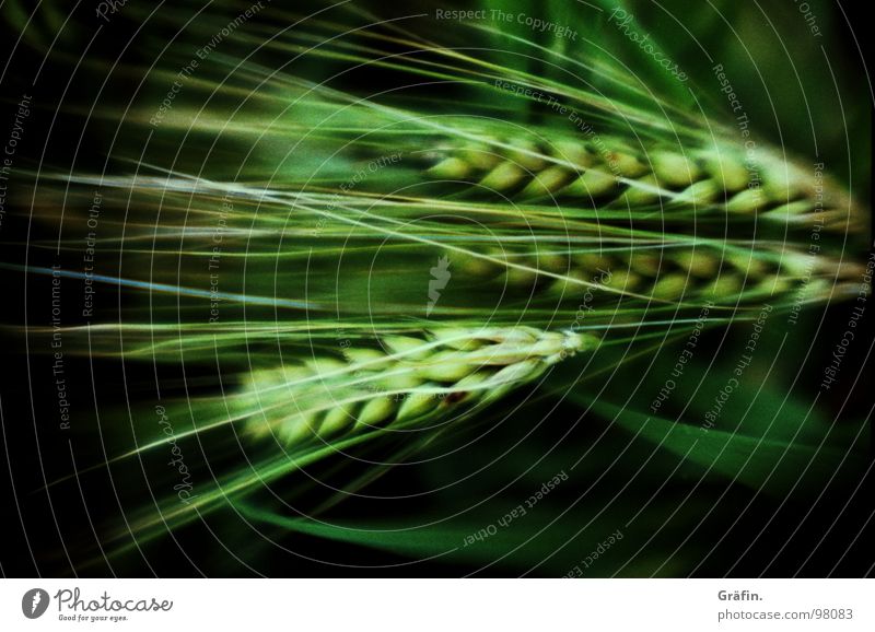 precocious grain Ear of corn Rye Wheat Barley Field Crops Grain Grain alcohol Cross processing Green Plant Fisheye Blur Agriculture Blade of grass Heavy