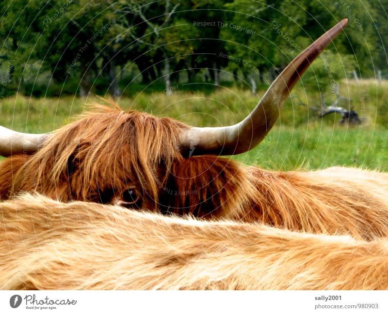 A look into the new year... Meadow Animal Farm animal Cow Highland cattle Antlers Pelt Eyes 2 Observe Looking Large Curiosity Brown Surveillance Hide Timidity