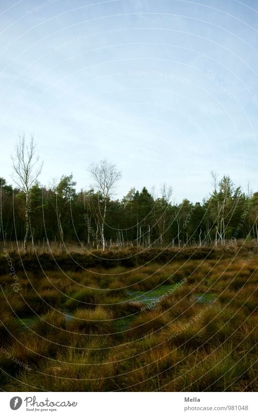 More Moor Environment Nature Landscape Plant Tree Grass Forest Bog Marsh Natural Gloomy Loneliness Calm Colour photo Subdued colour Exterior shot Deserted